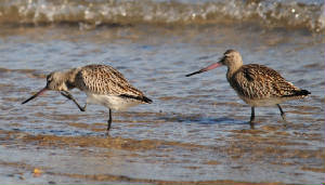 2godwits_2_curragh_19102011_am.jpg