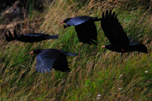 4choughsasml_whitingbay_09072011.jpg