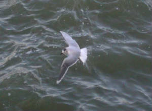 adlittlegull_helvick2feb09.jpg