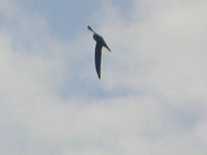 alpineswift_1_3apr2005.jpg