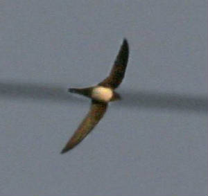 alpineswift_dungarvan_3apr2006_2.jpg