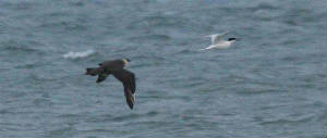 arcticskua_sandtern_ballinclamper_29june2007_img_0378.jpg