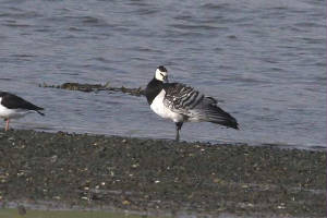 barnaclegoose_ballyneety_18032010_img_9242.jpg