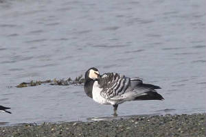 barnaclegoose_ballyneety_18032010_img_9270.jpg
