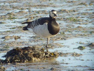 barnaclegoose_dungarvan_04122010_snv36321.jpg