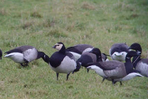 barnaclegoose_dungarvan_28122009_snv30069.jpg