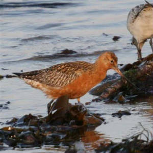 bartgodwit_ballinclamper_30apr2007_img_7773s.jpg