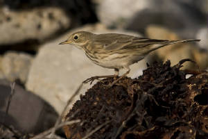 bbpipit-web_clonea_rmcl_0412201.jpg