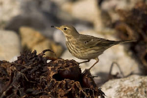 bbpipit1_clonea_rmcl_04122011.jpg