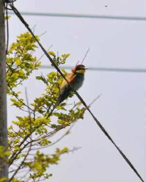 beeeater1_ramhd_adm_21052012.jpg
