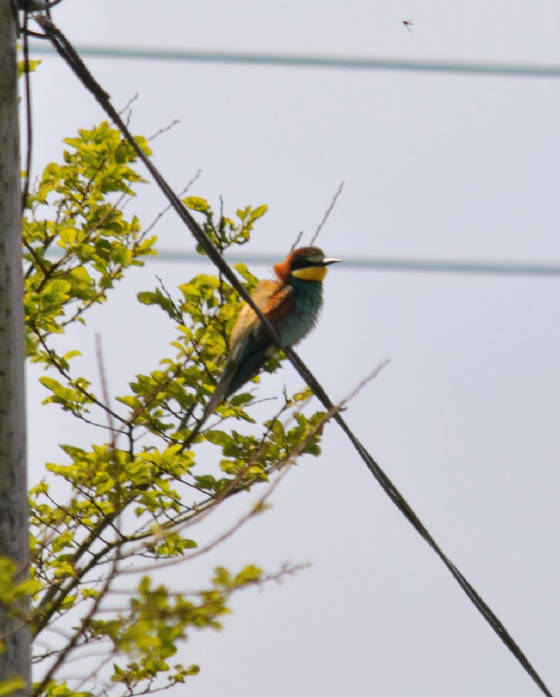 beeeater1_ramhd_adm_21052012.jpg