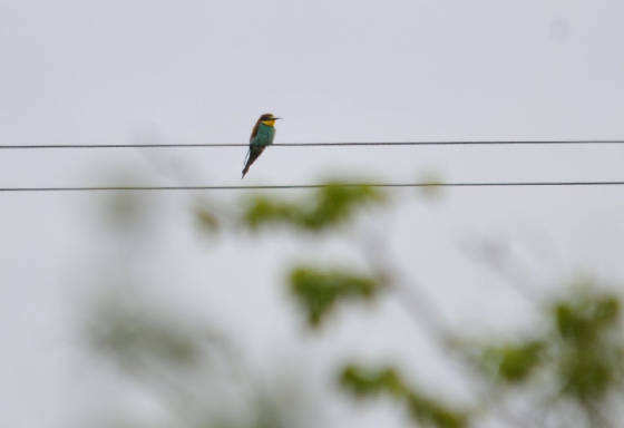 beeeater4_ramhd_adm_21052012.jpg