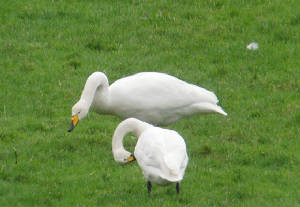 bewickswhoopers_blackwatercallows_14012012_mc_snv38605.jpg