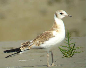 bhgull_brickeyriver_15july2006.jpg