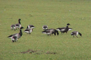 blackbrant2_sbearhop_dungarvan_9feb2005.jpg