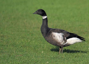 blackbrant3_dungarvan_22112009.jpg