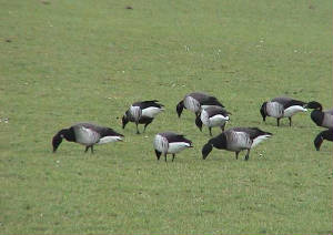 blackbrant3_sbearhop_dungarvan_9feb2005.jpg
