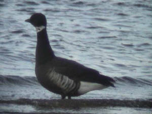 blackbrant_2_tramore_1nov2005.jpg