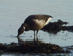 blackbrant_dungarvan_04122010_snv36345.jpg