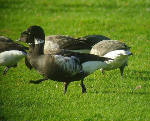 blackbrant_dungarvan_21112009_snv35016.jpg