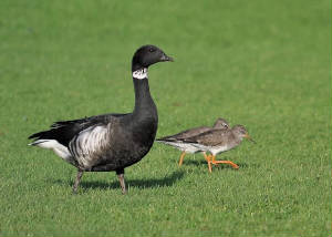 blackbrant_dungarvan_22112009.jpg