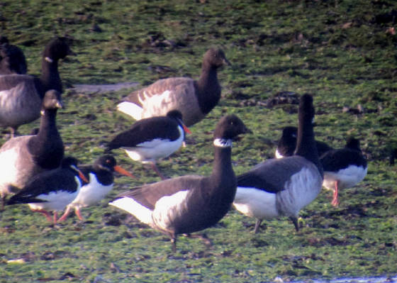 blackbrant_dungarvan_25112011_dsc04930.jpg