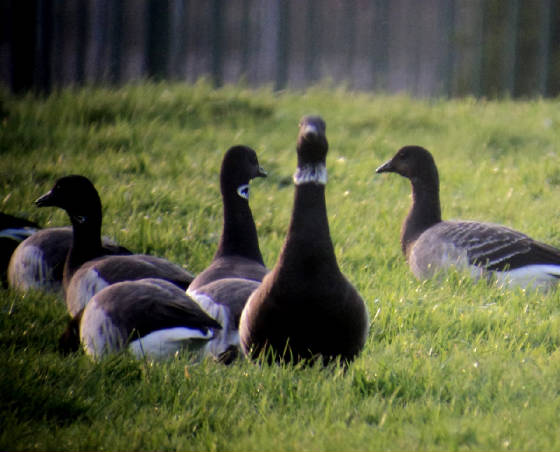 blackbrant_dungarvan_25112011_dsc04935.jpg