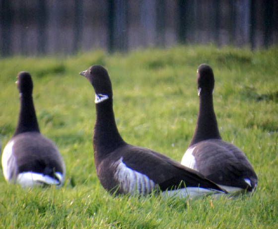 blackbrant_dungarvan_25112011_dsc04937.jpg