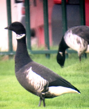 blackbrant_dungarvan_25112011_dsc04956.jpg