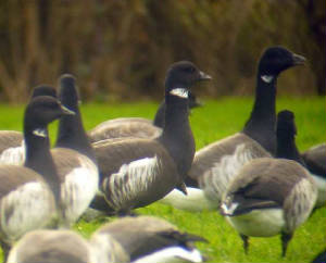 blackbrant_dungarvan_2dec2006.jpg