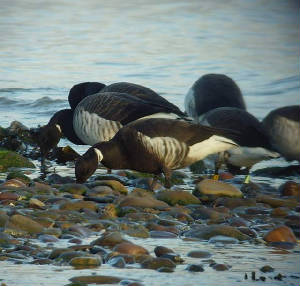 blackbrant_dungarvan_6mar2010_snv34003.jpg
