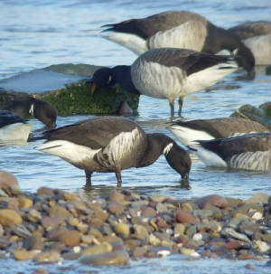 blackbrant_dungarvan_6mar2010_snv3402.jpg