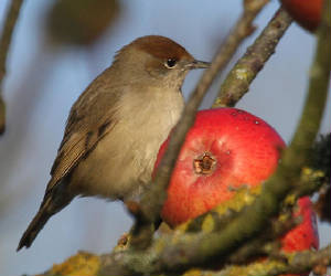 blackcap_ballinclamper_28112012_dc_img_2287_medium.jpg