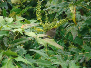 blackcap_ballylemon_25012009_dsc04171.jpg