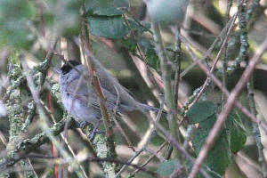 blackcap_dungarvan_28022010_img_7376_small.jpg