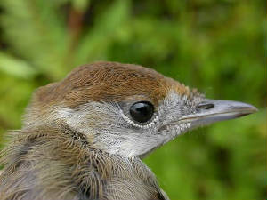 blackcap_juv_bellelake_29july2007.jpg