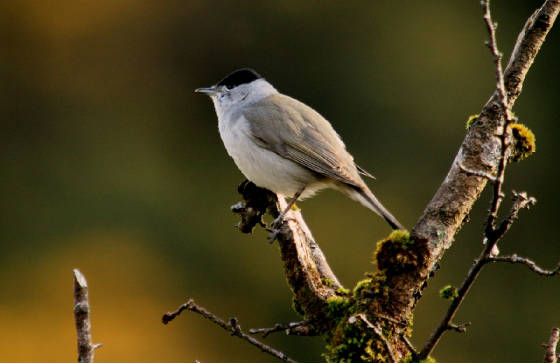 blackcap_nraglish_20042013_foc_142.jpg