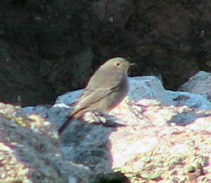 blackredstart2_ardmore_18nov2006.jpg