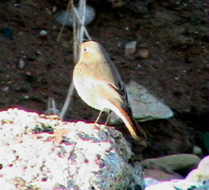 blackredstart3_ardmore_18nov2006.jpg