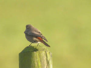 blackredstart_helvick_28oct2004.jpg