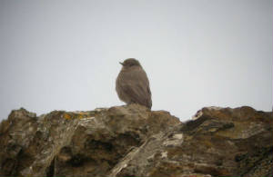 blackredstart_tramore_25dec2008_bh.jpg