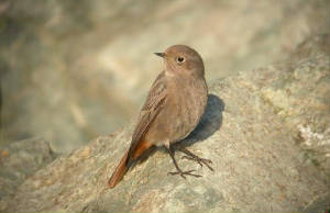 blackredstart_tramore_27122009_bird4_039.jpg