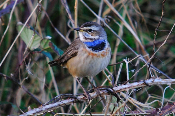 bluethroat1_clonea_am_05122011.jpg