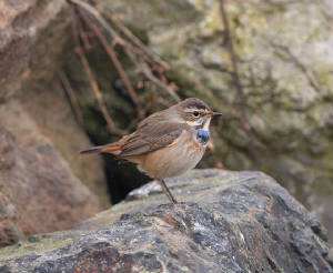 bluethroat2l_ballinclamper_21112011_gc.jpg