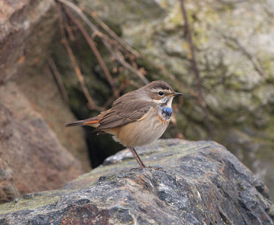 bluethroat2l_ballinclamper_21112011_gc.jpg