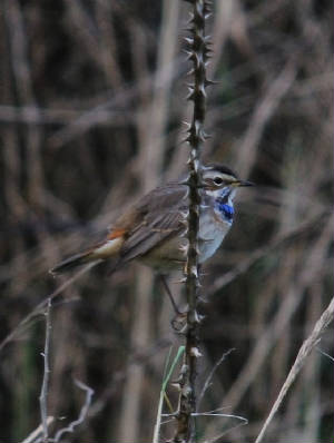 bluethroat3_clonea_am_15122011.jpg