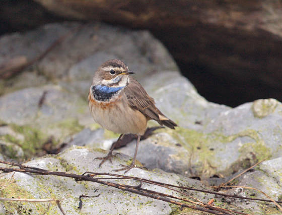 bluethroat3l_ballinclamper_21112011_gc.jpg