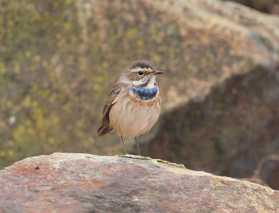 bluethroat4l_ballinclamper_21112011_gc.jpg