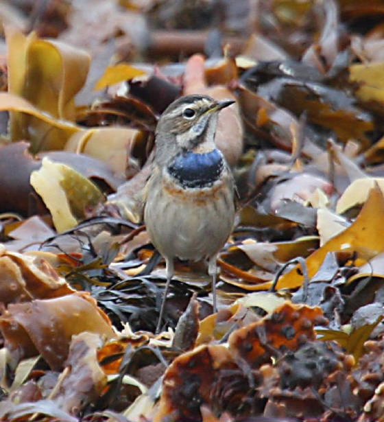 bluethroat_ballinclamper_20112011_dc_img_4013_small.jpg