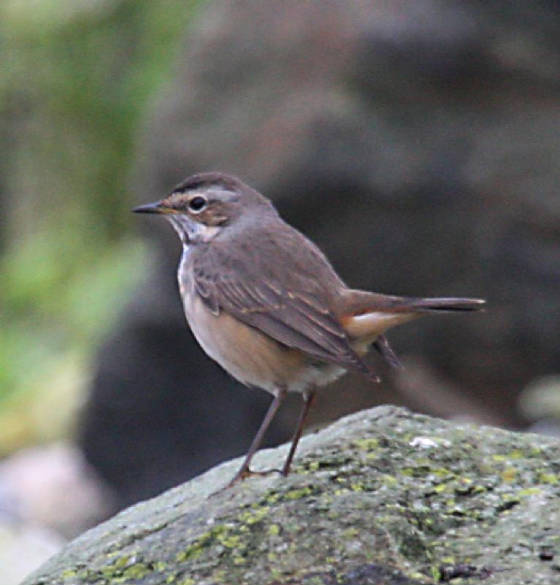 bluethroat_ballinclamper_20112011_dc_img_4046_small.jpg